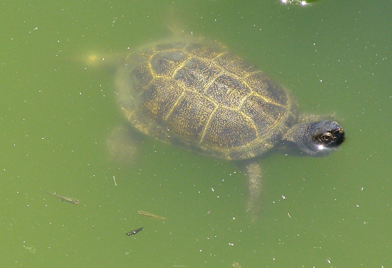 νεροχελώνα στικτόλαιμη mykerkyra.com