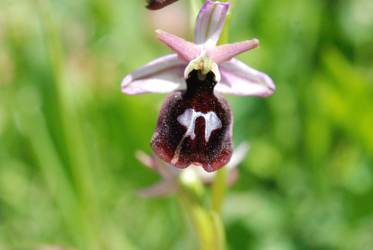 wild orchid corfu mykerkyra.com