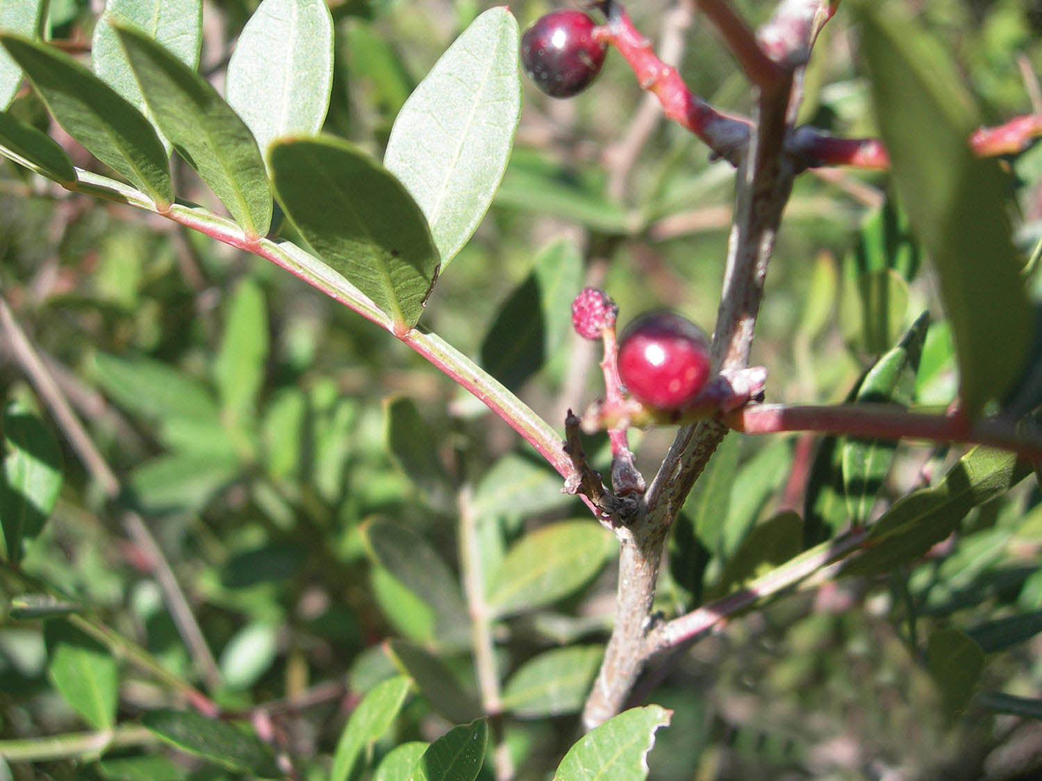 Pistacia lentiscus, the Mastic Tree schinos mykerkyra.com