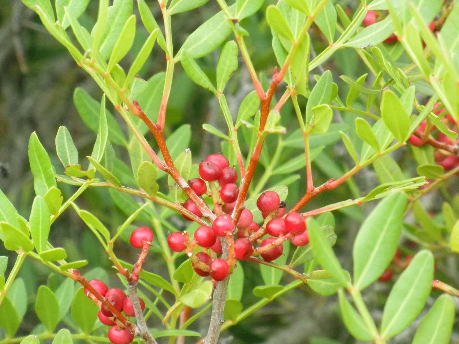 Pistacia lentiscus, the Mastic Tree schinos mykerkyra.com