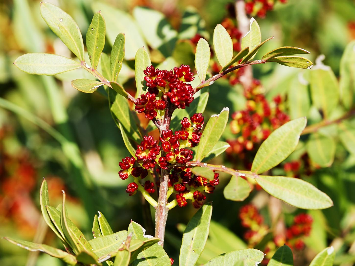 Pistacia lentiscus, the Mastic Tree schinos mykerkyra.com
