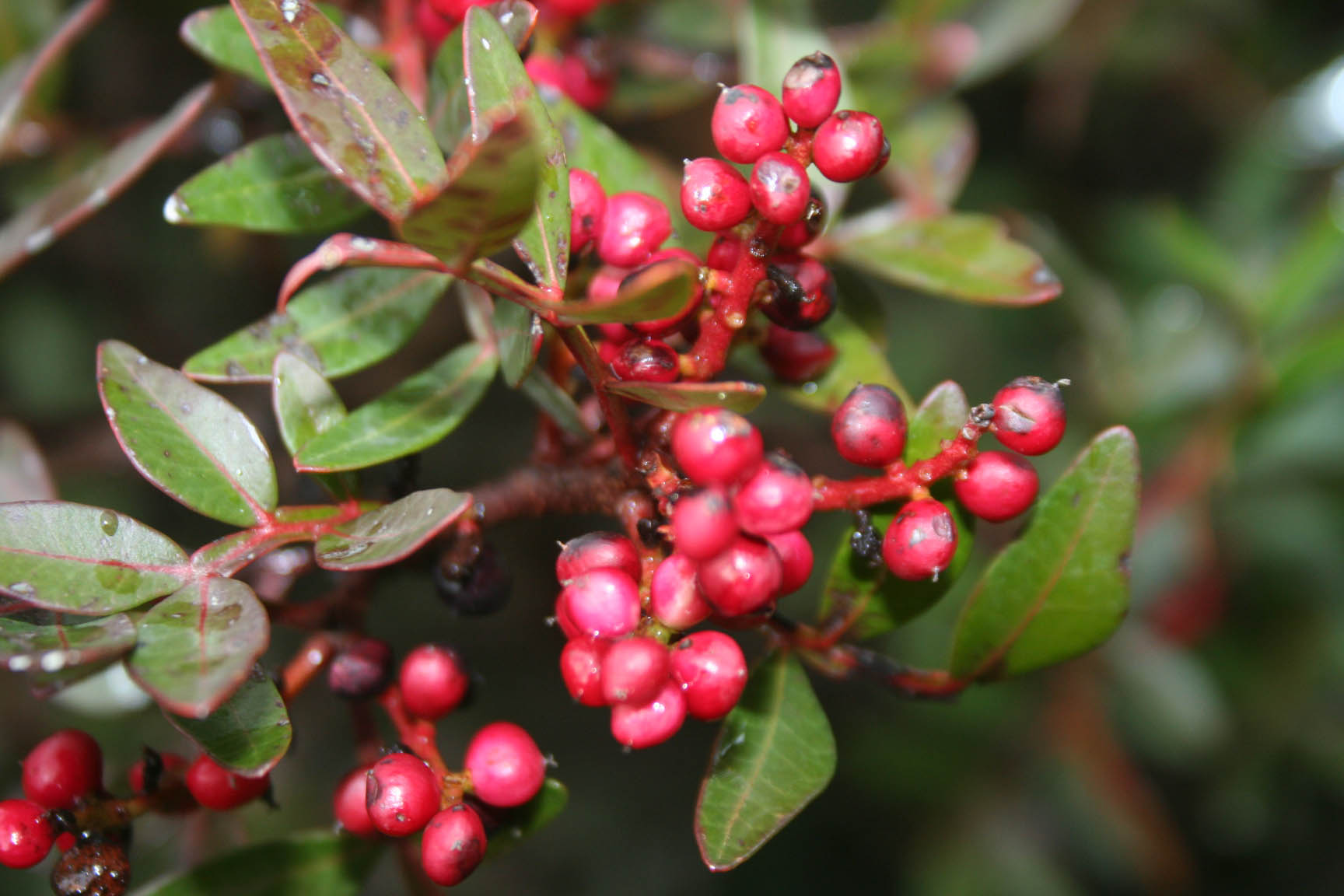 Pistacia lentiscus, the Mastic Tree schinos mykerkyra.com