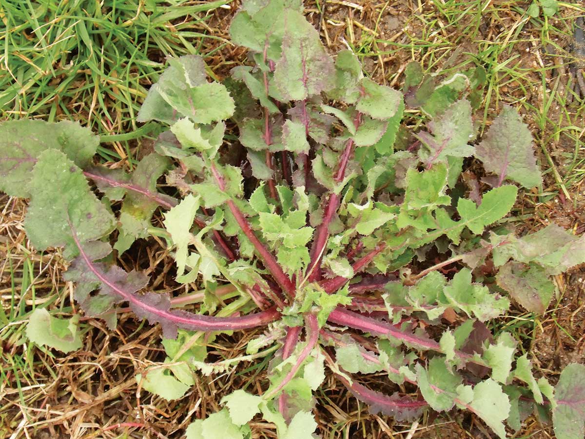 αγριοζοχός mykerkyra.com