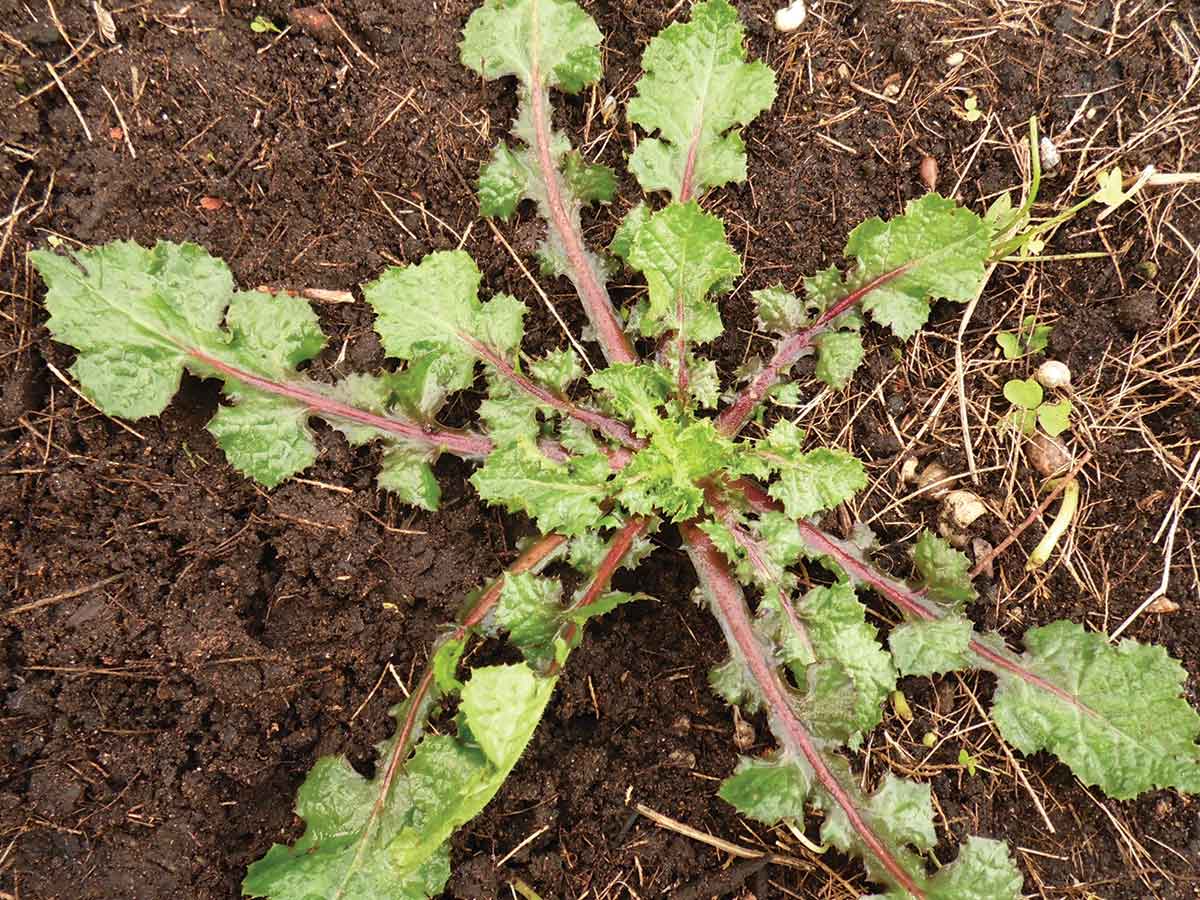 αγριοζοχός mykerkyra.com