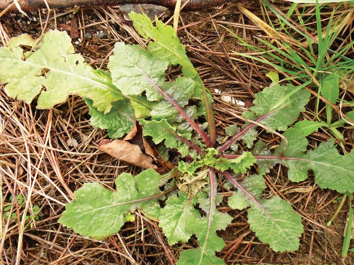 αγριοζοχός mykerkyra.com