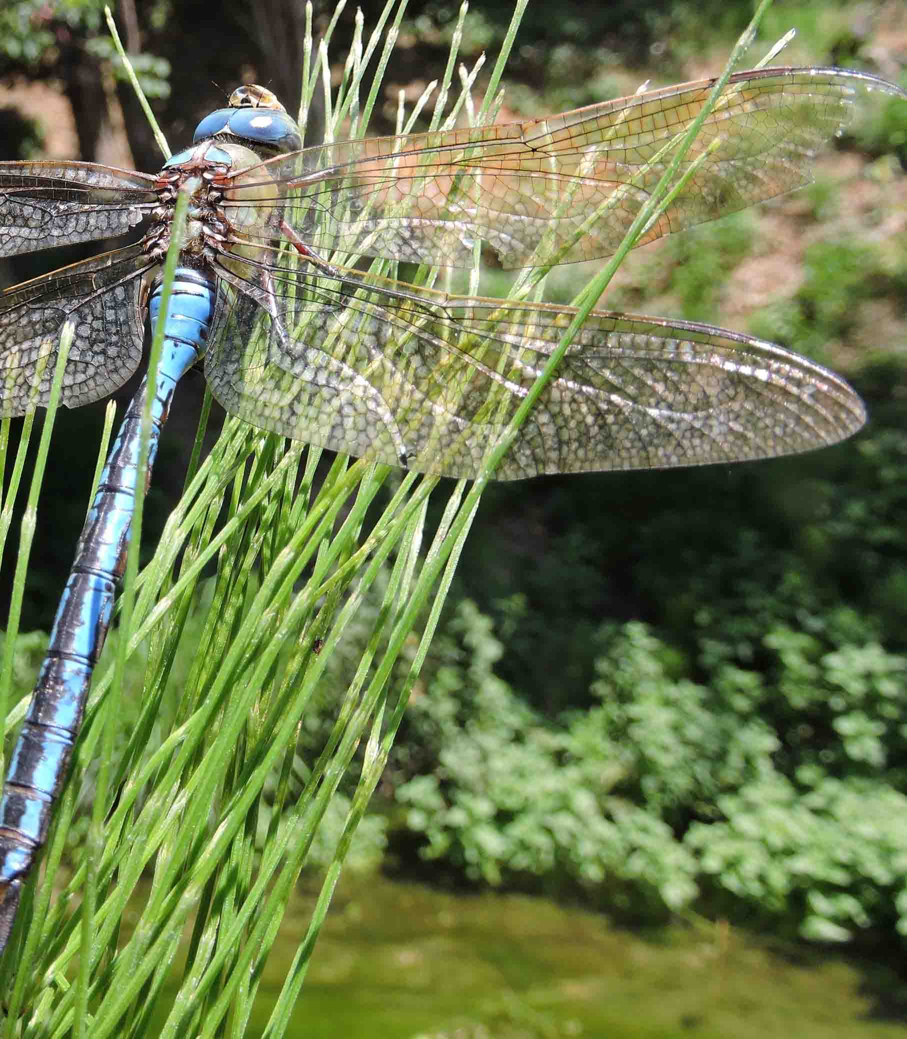 Λιβελούλα Anax Ιmperator mykerkyra.com