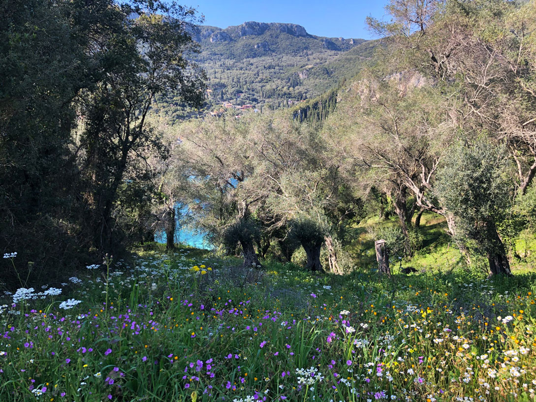 Rovinia beach Ροβινιά mykerkyra.com Marilia Makri