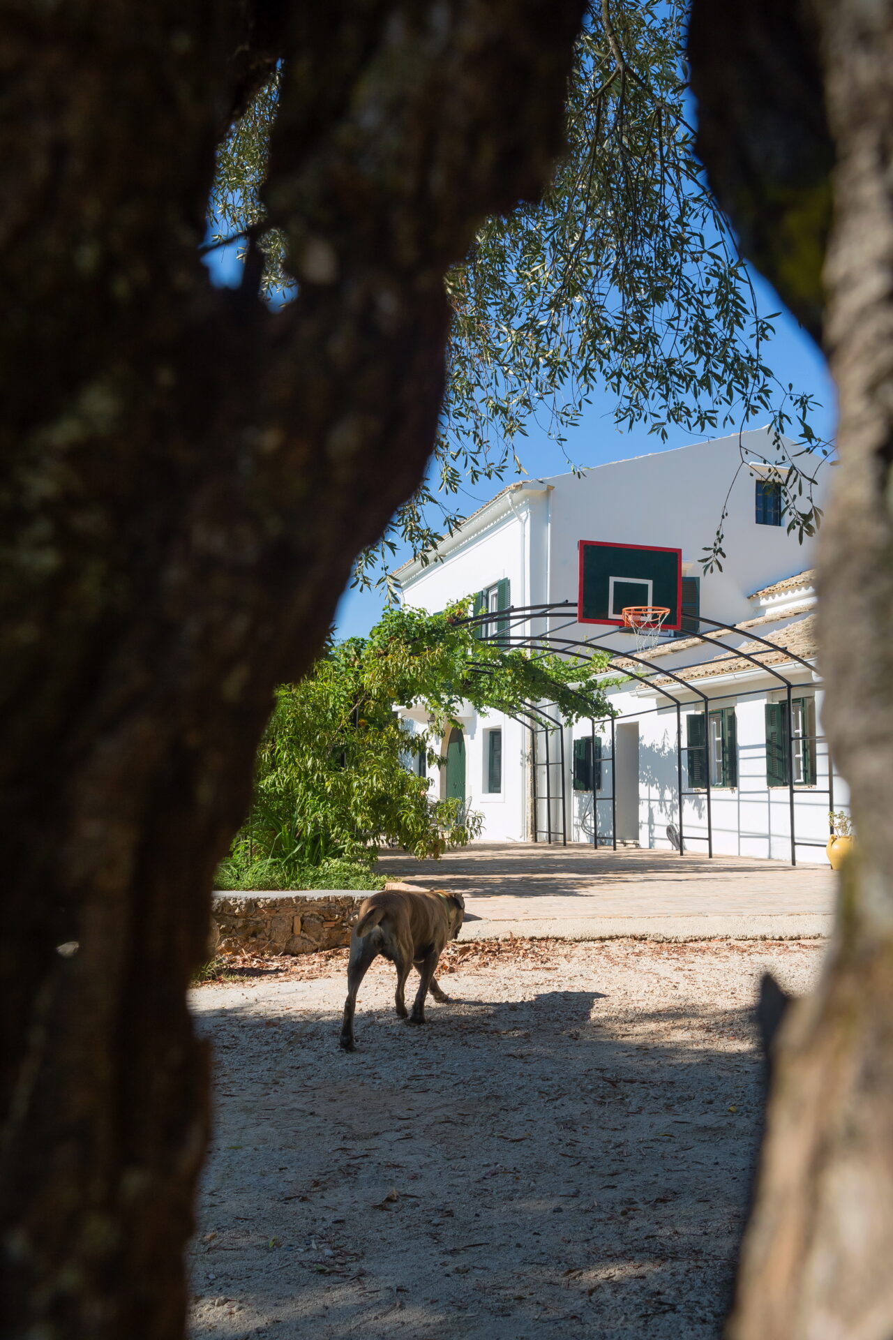 Dr Kavvadia organic farm organic olive oil single estate production farm stay and agritourism οργανική φάρμα αγροτουρισμός Κέρκυρα Corfu mykerkyra (2)