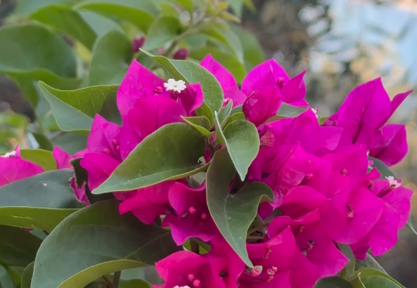 Πεντάτι Φιερούλα Κέρκυρα παραλίες παραδοσιακά χωριουδάκια Αη Γόρδης Pentati Fieroula Corfu mykerkyra traditional villages beaches central corfu (6)