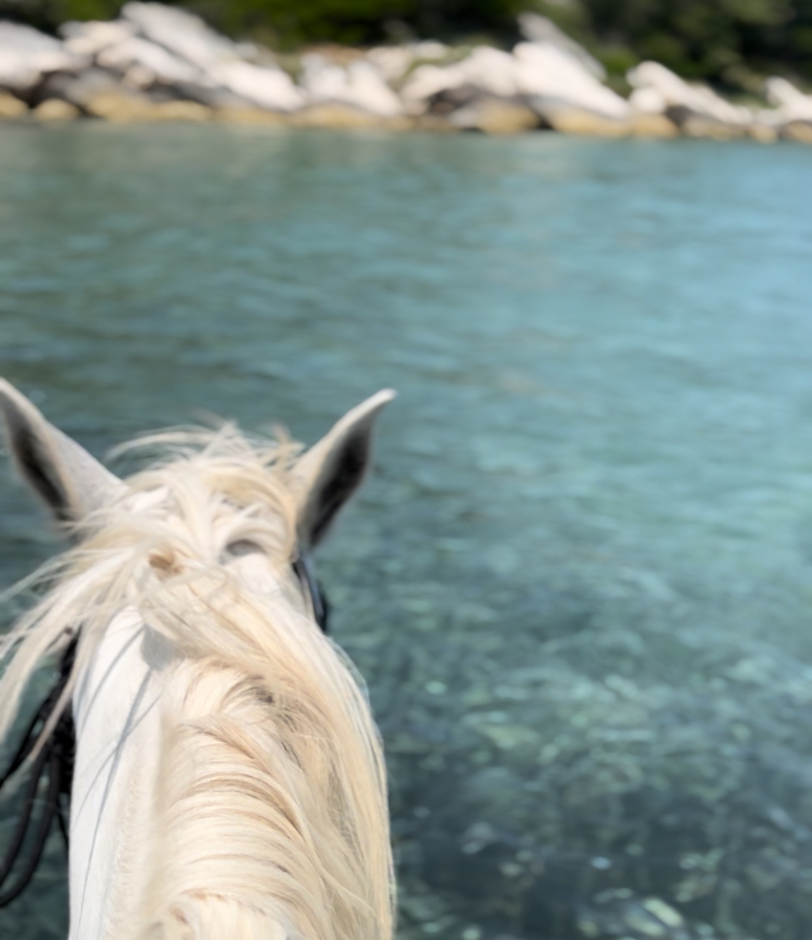 north corfu horses swimriding κέρκυρα ιππασία κολύμπι με άλογα (10)