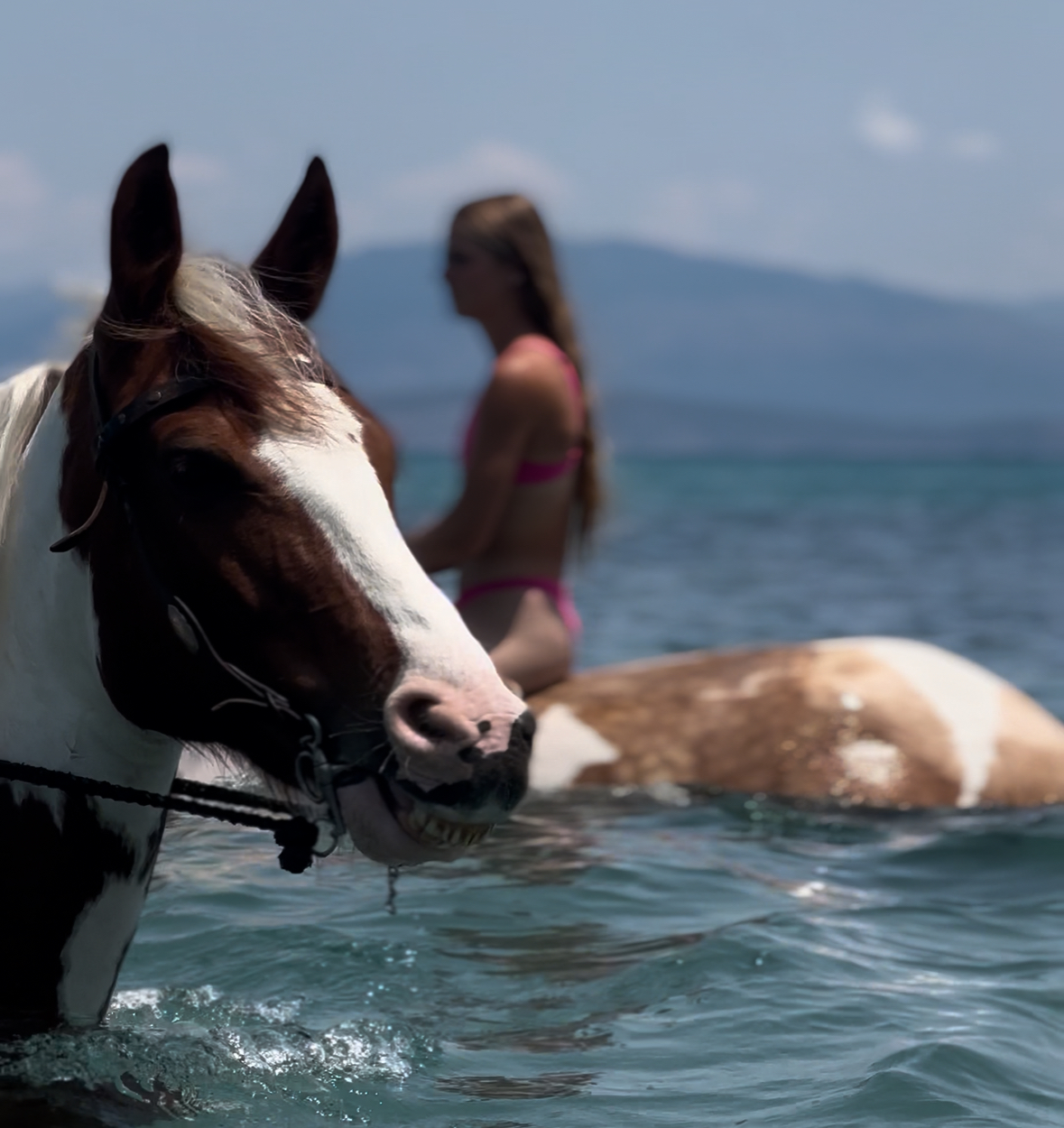 north corfu horses swimriding κέρκυρα ιππασία κολύμπι με άλογα (11)